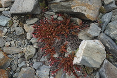 Epilobium porphyrium