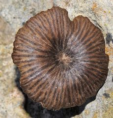 Entoloma rusticoides