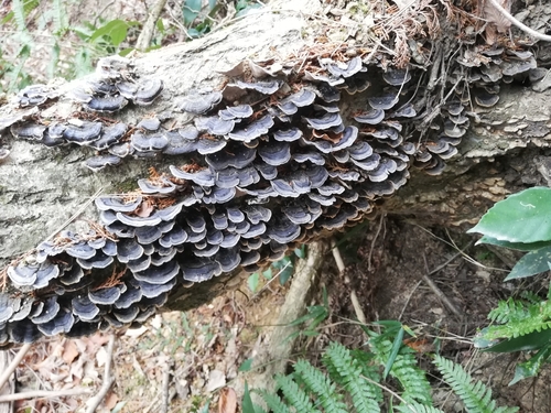 観察された菌類