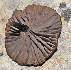 Entoloma rusticoides