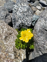 Ranunculus sericophyllus