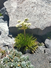 Aciphylla congesta