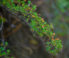 Clinopodium tomentosum