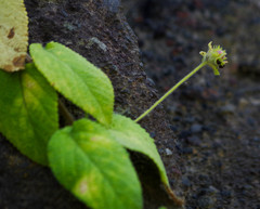 Fuertesimalva limensis