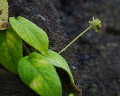 Fuertesimalva limensis