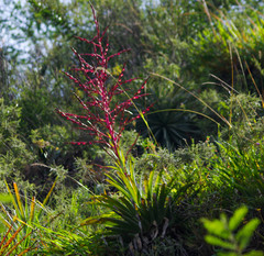 Tillandsia secunda