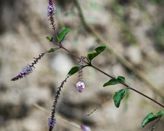 Aloysia scorodonioides