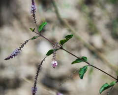 Aloysia scorodonioides