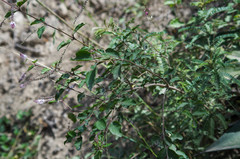 Aloysia scorodonioides
