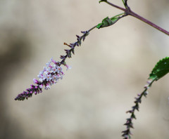 Aloysia scorodonioides