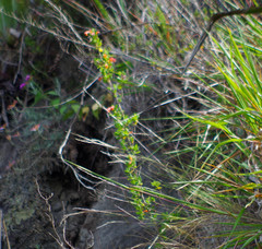 Clinopodium tomentosum