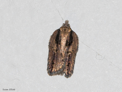 Acleris pulverosana