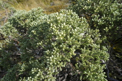 Brachyglottis cassinioides