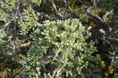 Brachyglottis cassinioides