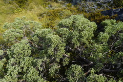 Brachyglottis cassinioides