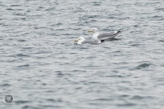 Larus