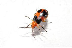 Aulacophora hilaris