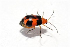 Aulacophora hilaris