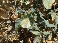 Datura innoxia