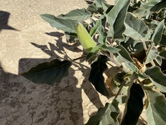 Datura innoxia