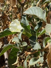 Datura innoxia