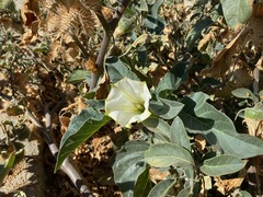 Datura innoxia