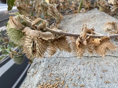 Datura innoxia