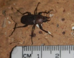 Cacostomus squamosus