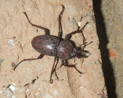 Cacostomus squamosus