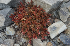 Epilobium porphyrium
