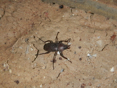 Cacostomus squamosus