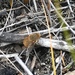Mandella australis - Photo (c) triciastewart, μερικά δικαιώματα διατηρούνται (CC BY-NC), uploaded by triciastewart