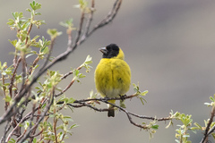 Spinus crassirostris