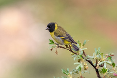 Spinus crassirostris