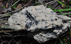 Fuligo cinerea