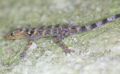 Cnemaspis affinis