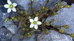 Gentianella filipes