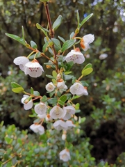 Eucryphia milliganii