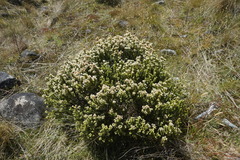 Veronica buchananii
