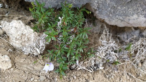 Veronica linifolia, photograph 6