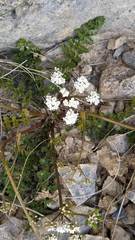 Gingidia decipiens