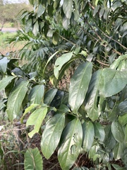 Diospyros maritima