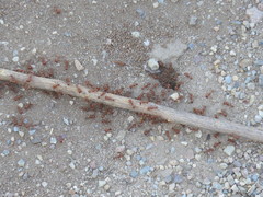 Pogonomyrmex californicus