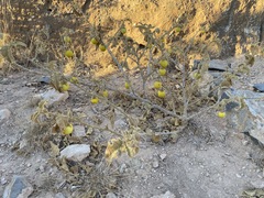 Solanum incanum
