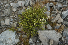 Veronica buchananii
