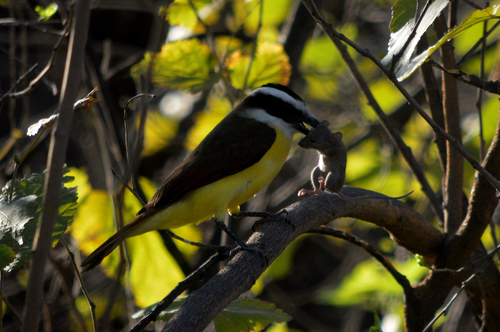 Great Kiskadee, Tamatán, Cd Victoria, Tamps., México, photo 10 of 10