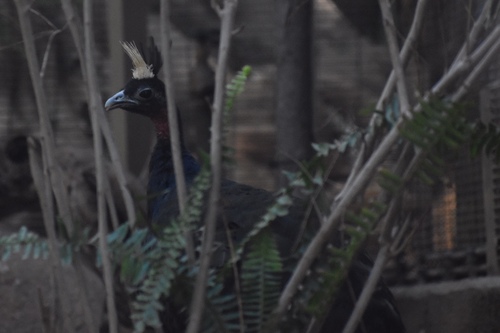 Congo Peafowl