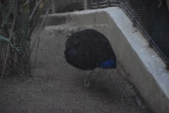 Afropavo congensis