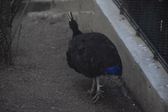 Afropavo congensis