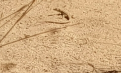 Acanthodactylus